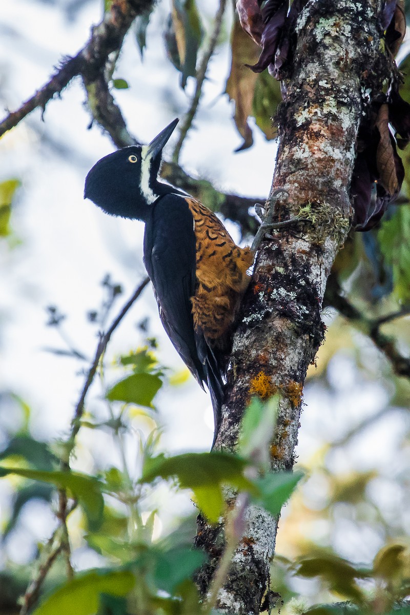Powerful Woodpecker - David Monroy Rengifo