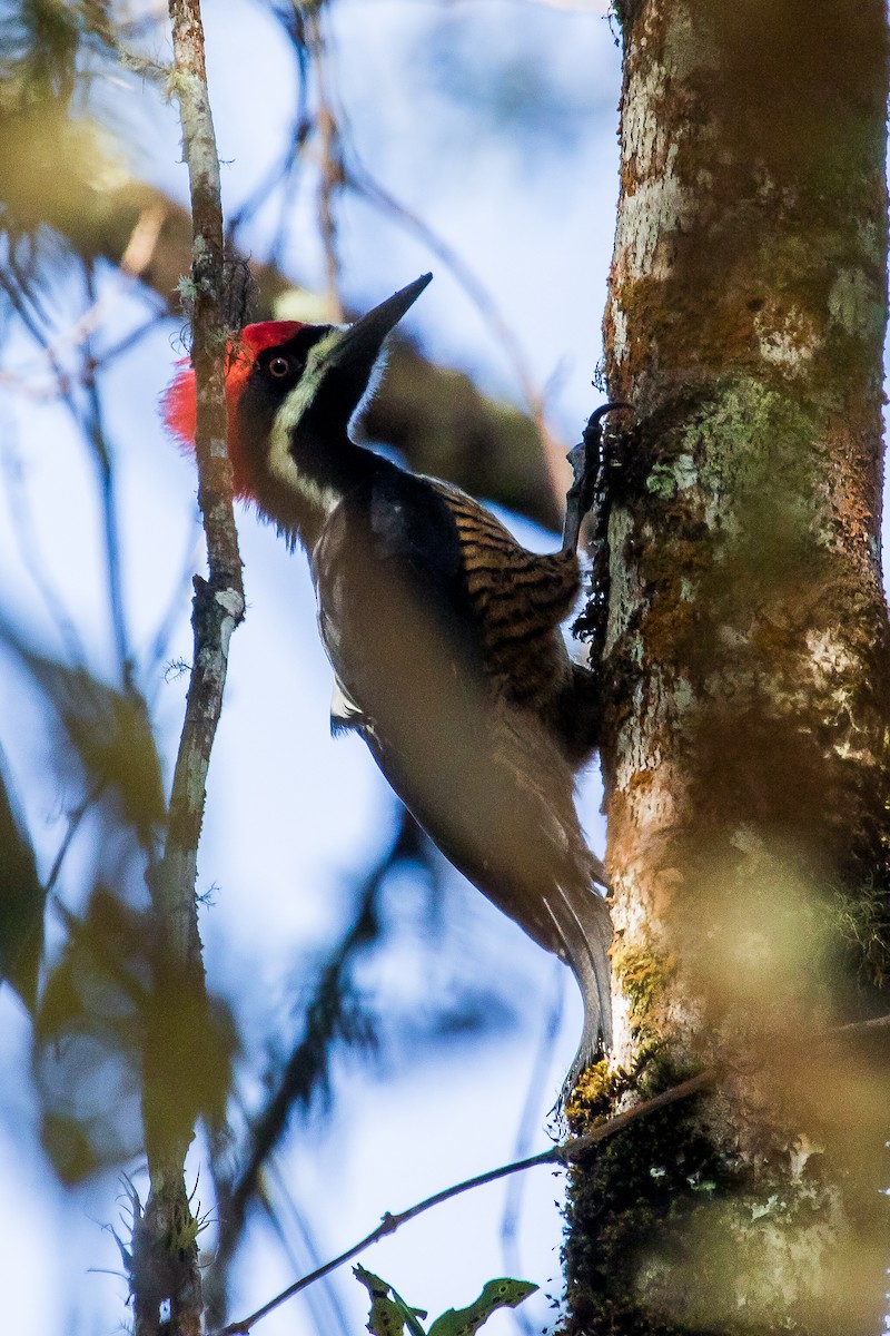 Powerful Woodpecker - David Monroy Rengifo