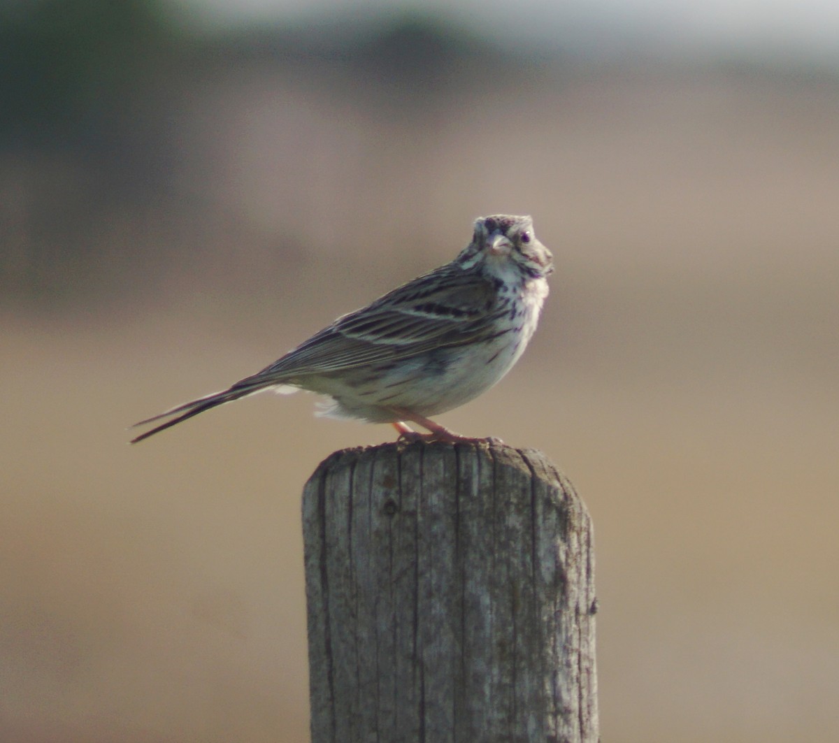 Vesper Sparrow - Robert Ross