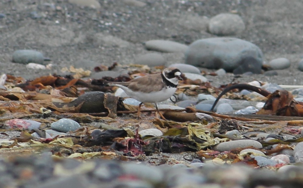 Semipalmated Plover - ML167207061