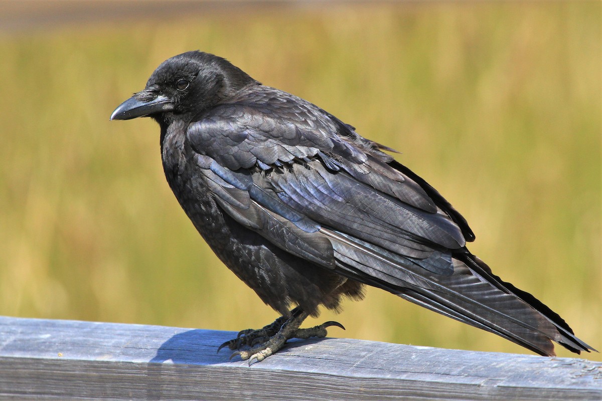 American Crow - ML167208171