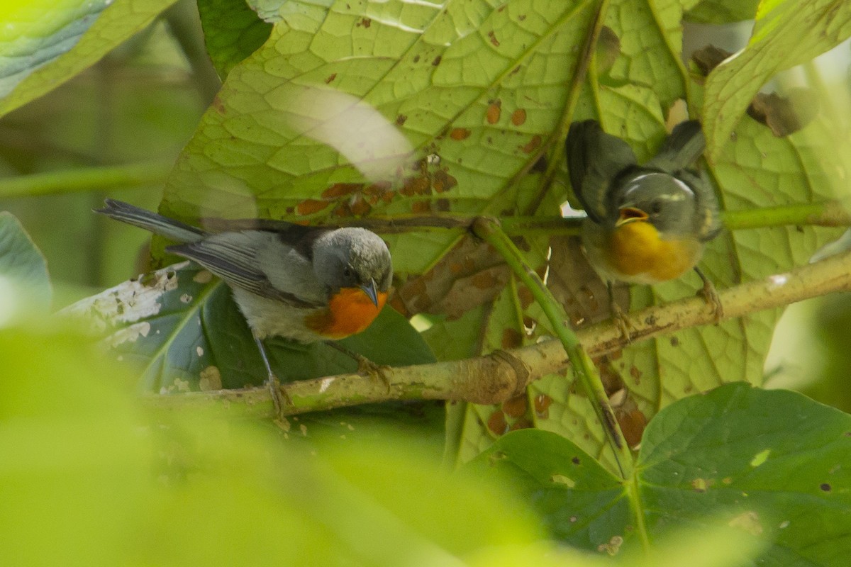 Flame-throated Warbler - Joshua Covill