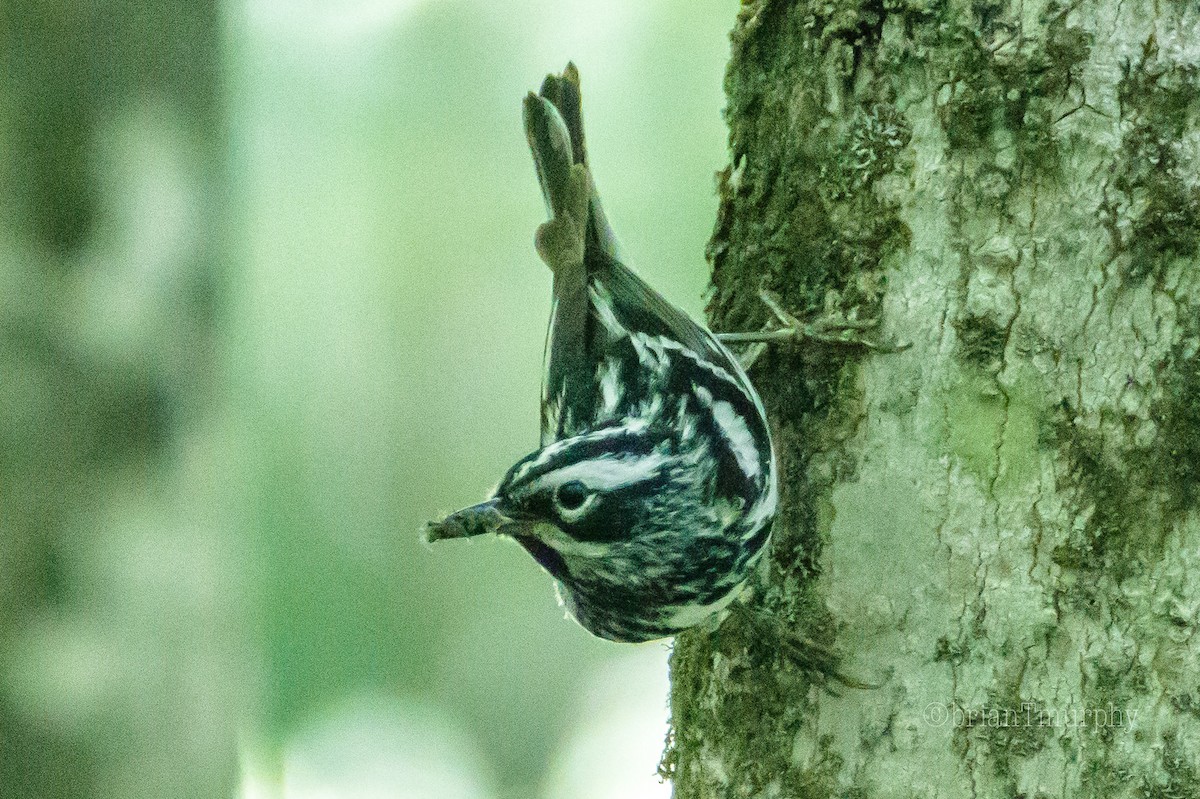 Black-and-white Warbler - ML167210771