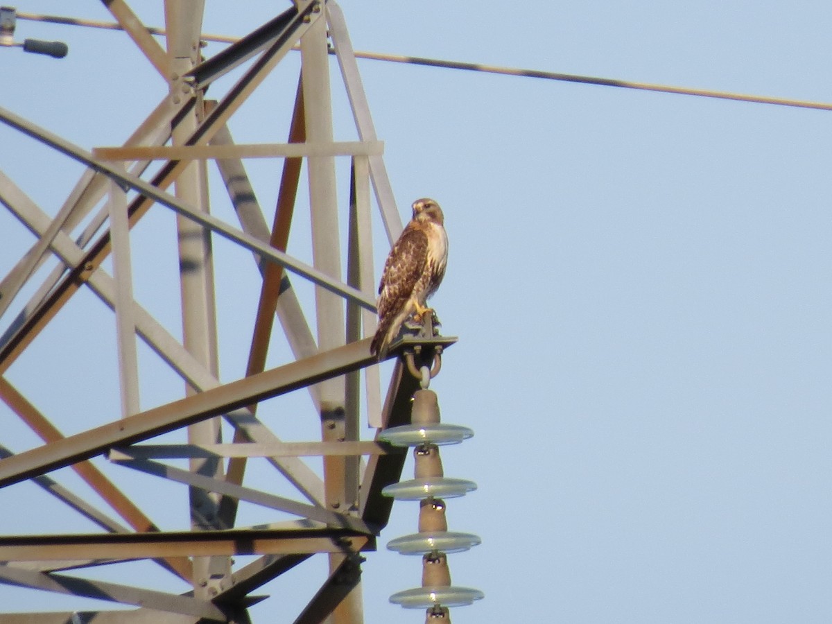 Red-tailed Hawk - ML167216761
