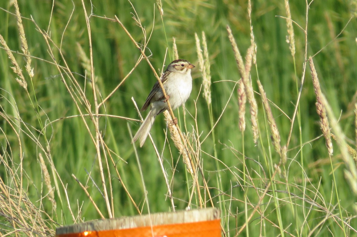 Clay-colored Sparrow - ML167217351