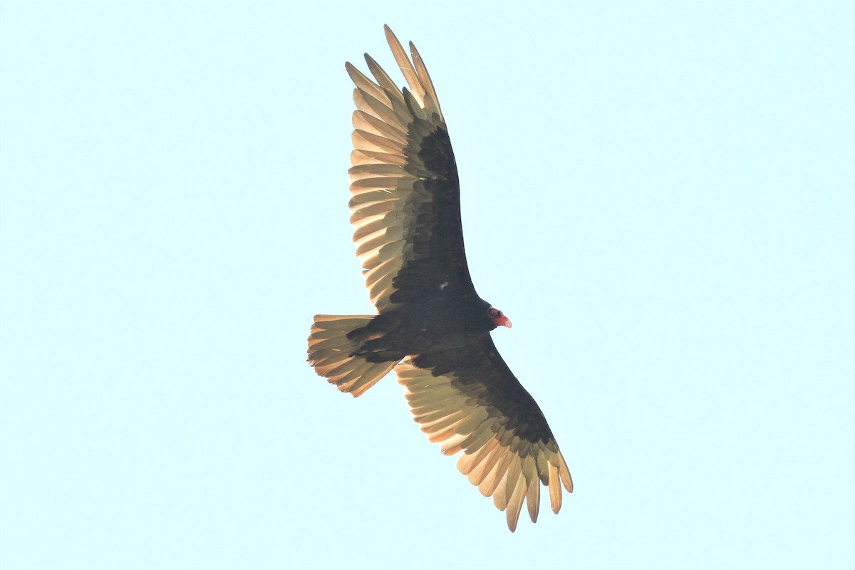 Turkey Vulture - ML167217401