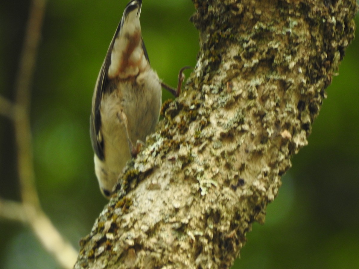White-breasted Nuthatch (Eastern) - Bill Stanley