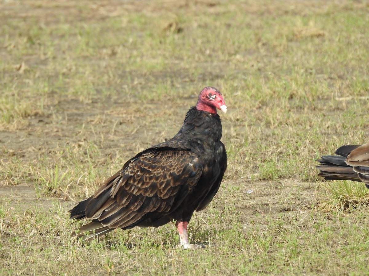 Turkey Vulture - ML167220981