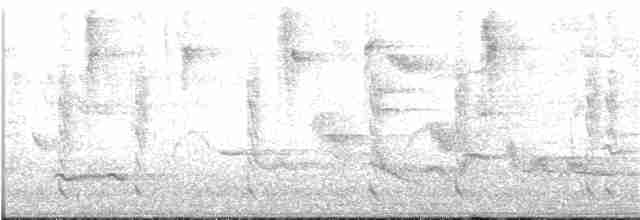 Белохвостая эльвира - ML167221521