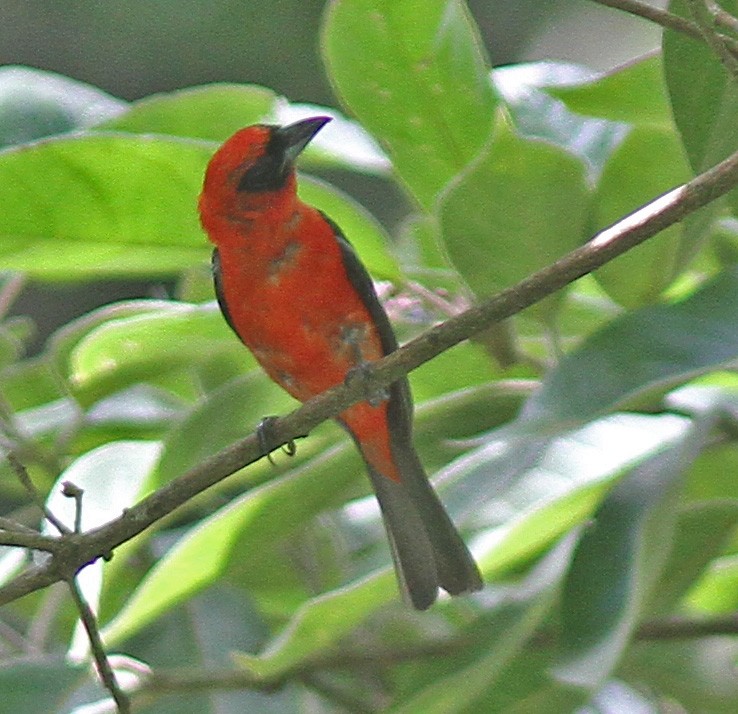 White-winged Tanager - ML167223941