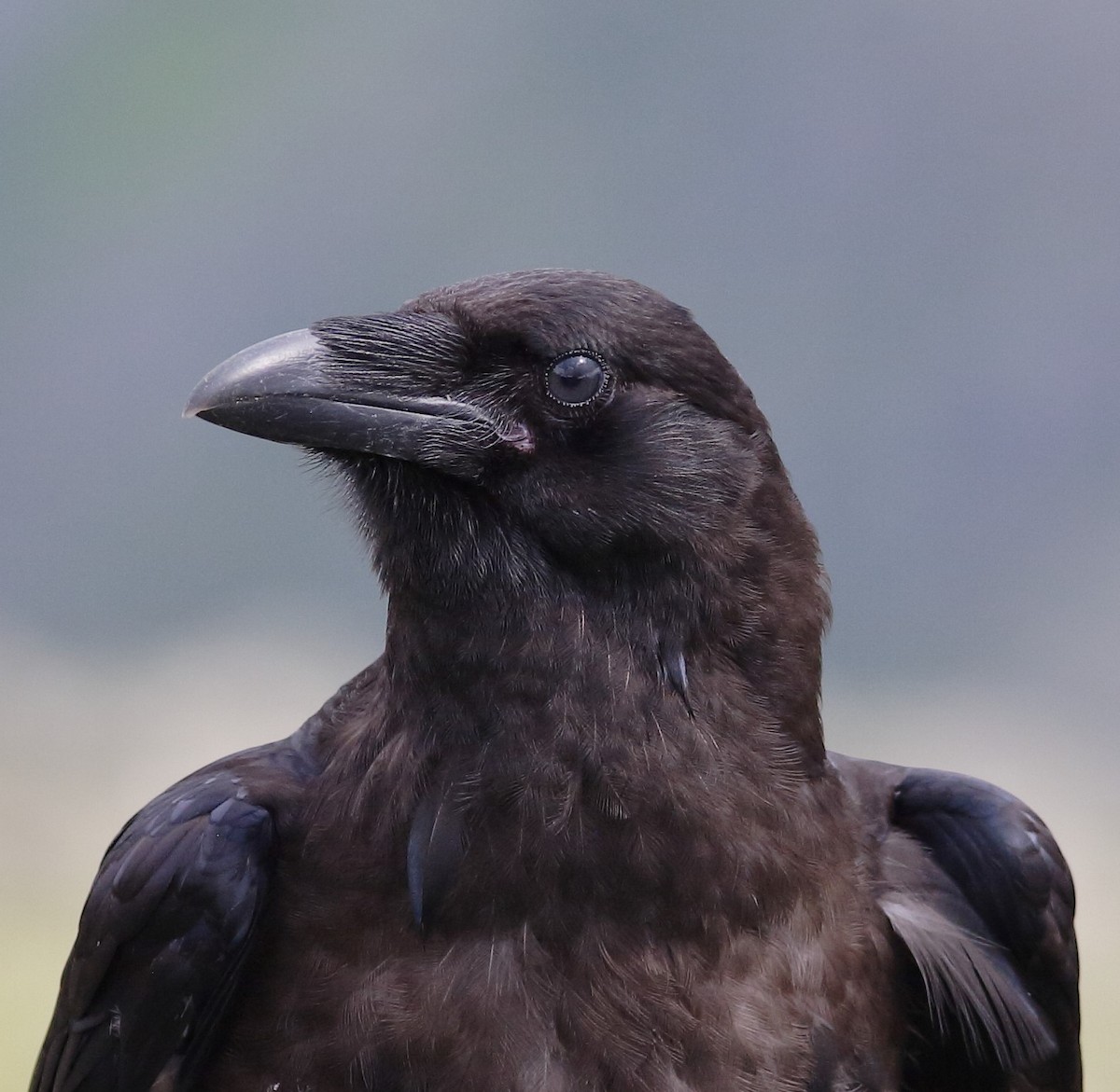 Common Raven - Matthew Bowman