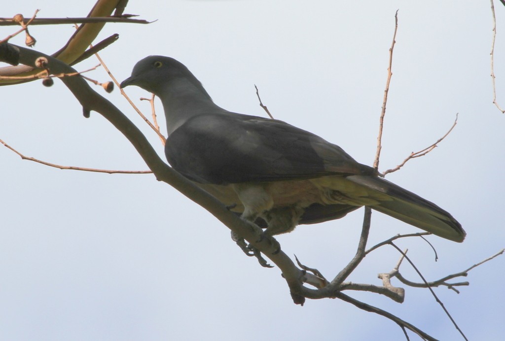 Timor Imperial-Pigeon - ML167225871