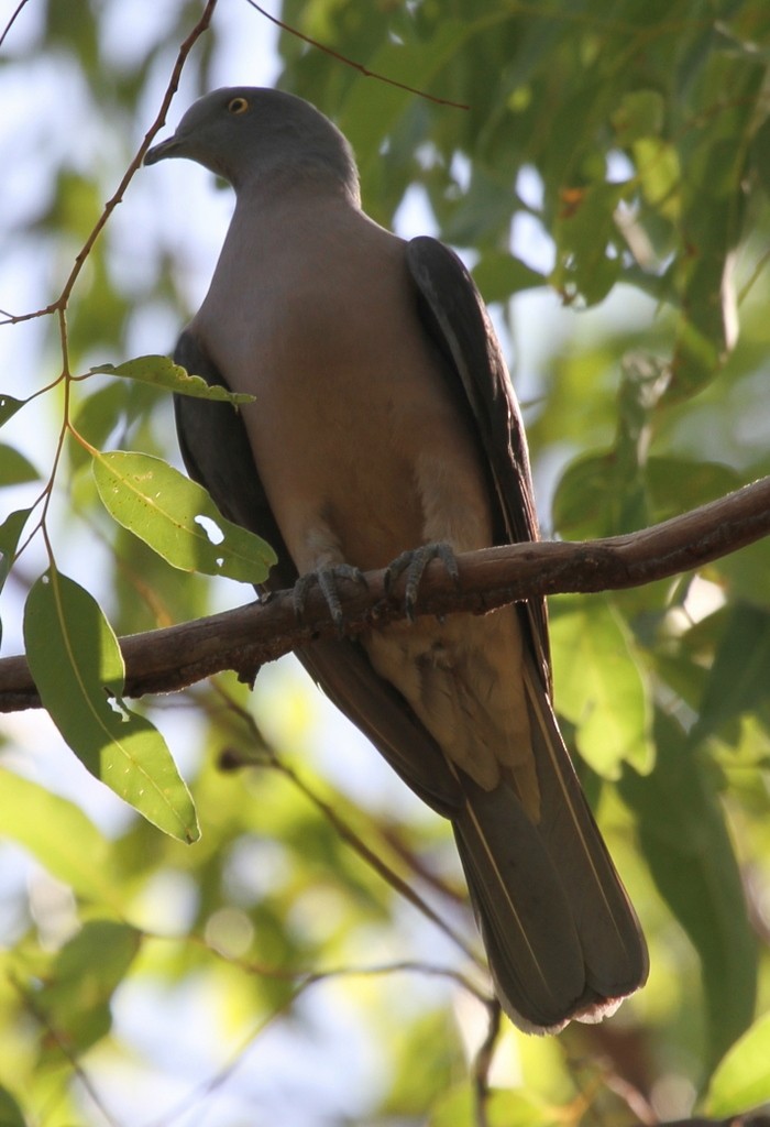 Timor Imperial-Pigeon - ML167225881