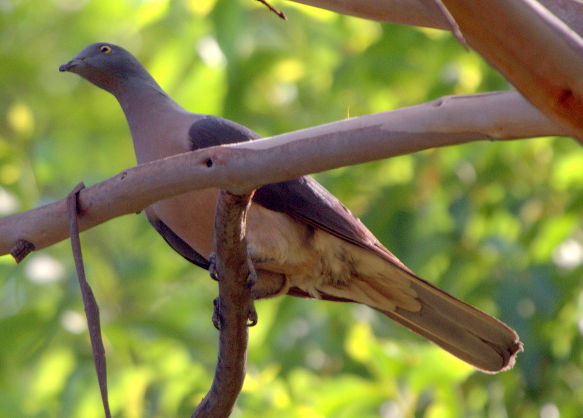 Timor Imperial-Pigeon - ML167225891
