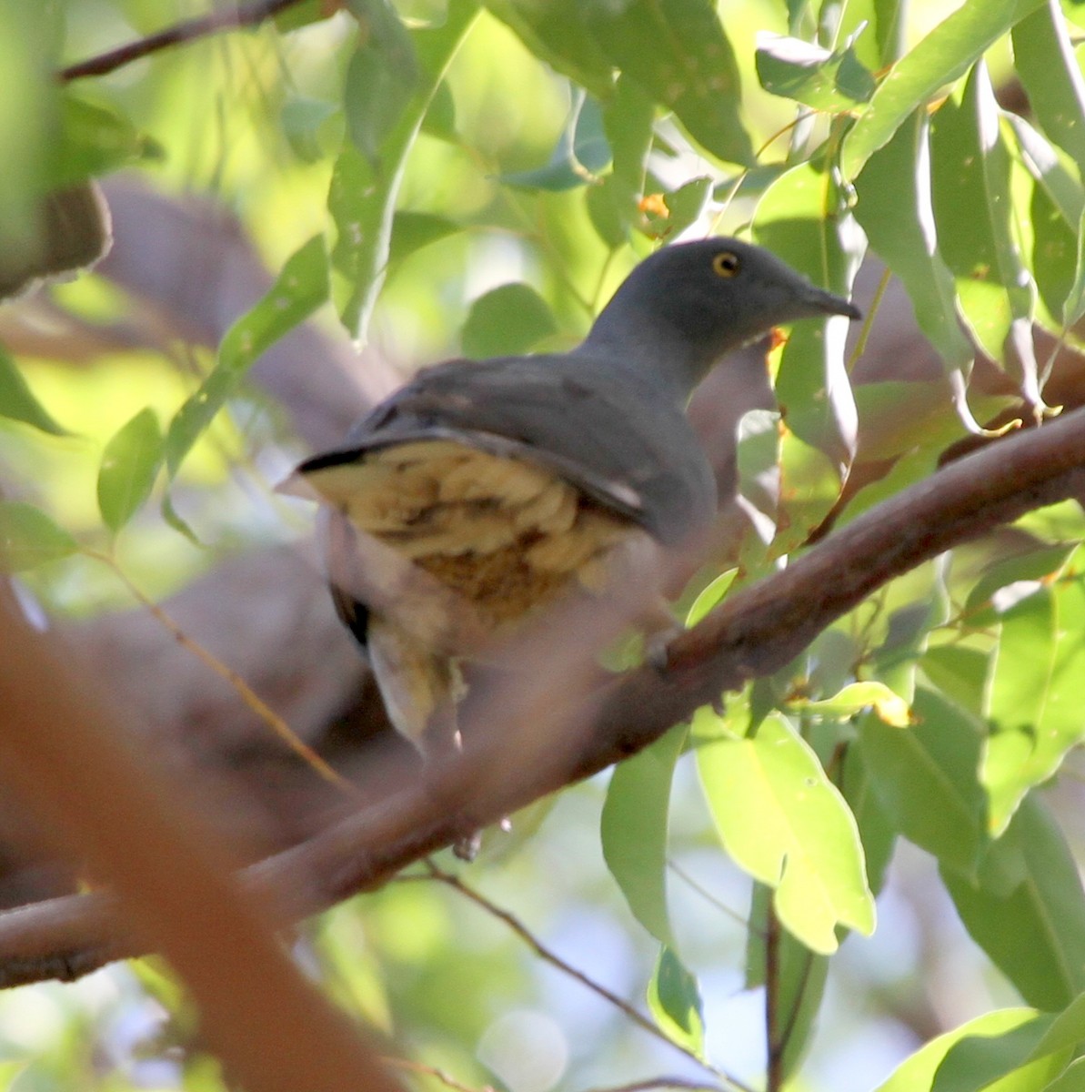 Timor Imperial-Pigeon - ML167225901