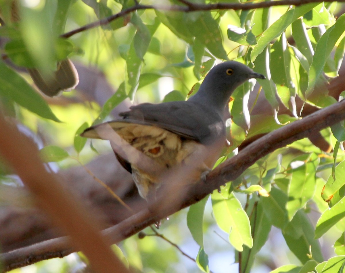 Timor Imperial-Pigeon - ML167225911