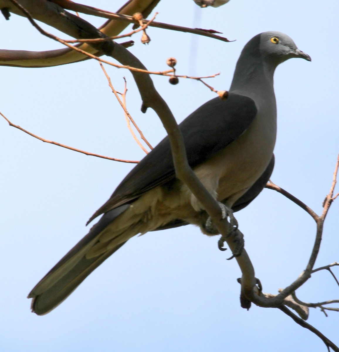 Timor Imperial-Pigeon - ML167225981