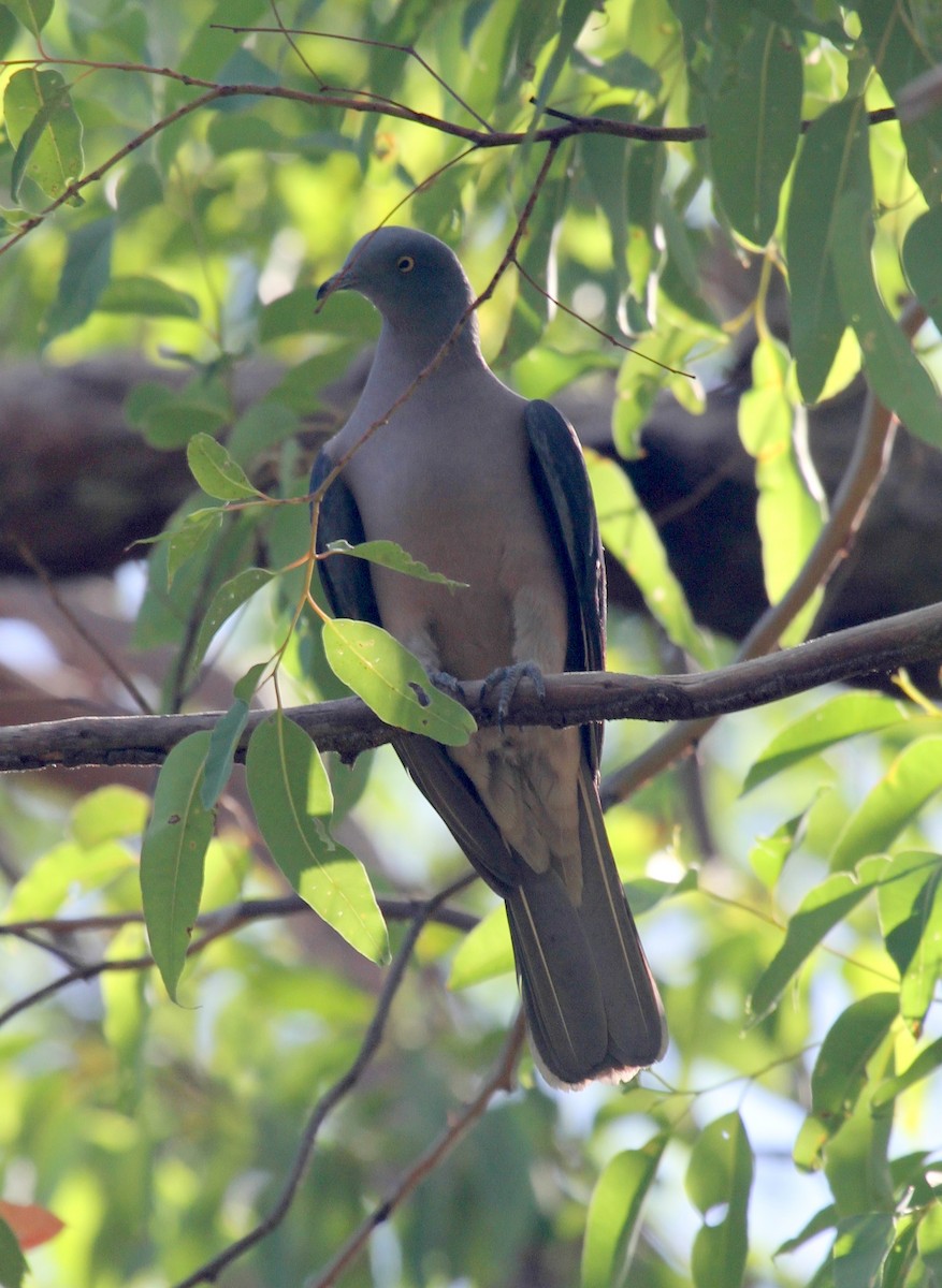 Timor Imperial-Pigeon - ML167226011