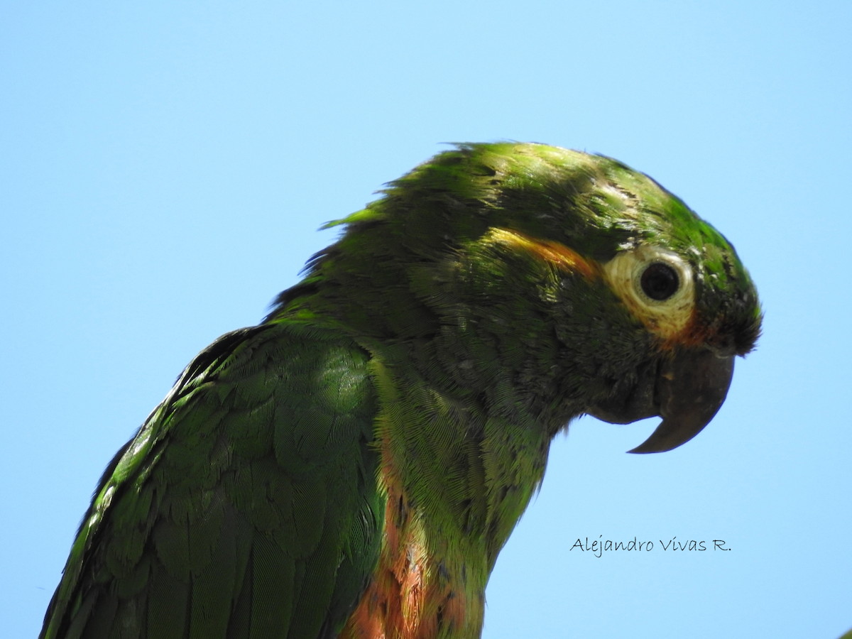 Golden-plumed Parakeet - Alejandro Vivas Ruiz