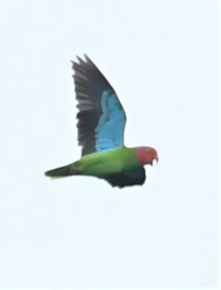 Red-cheeked Parrot - ML167229131