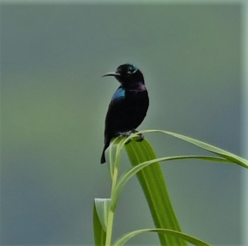 Black Sunbird - Neil Wingert