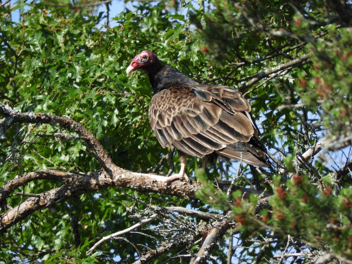 Turkey Vulture - Takayuki Uchida