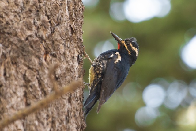 Williamson's Sapsucker