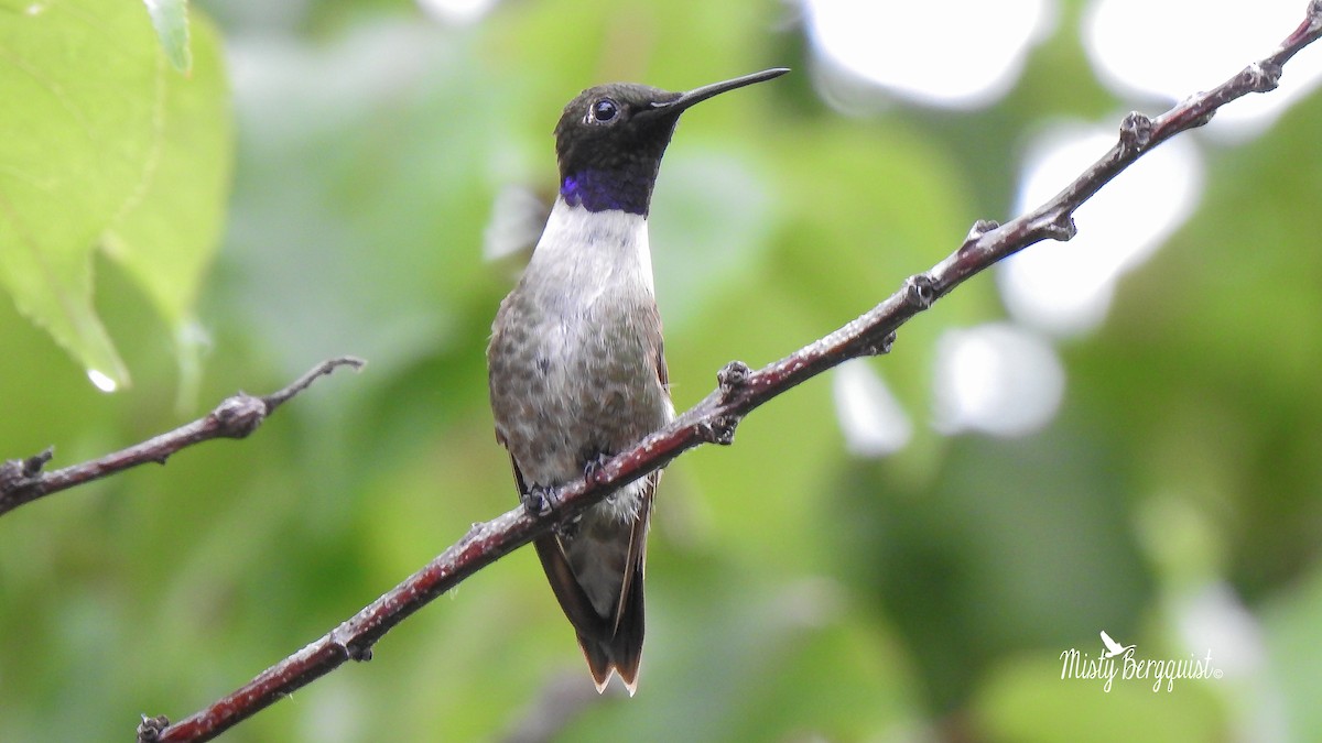 Black-chinned Hummingbird - ML167235111