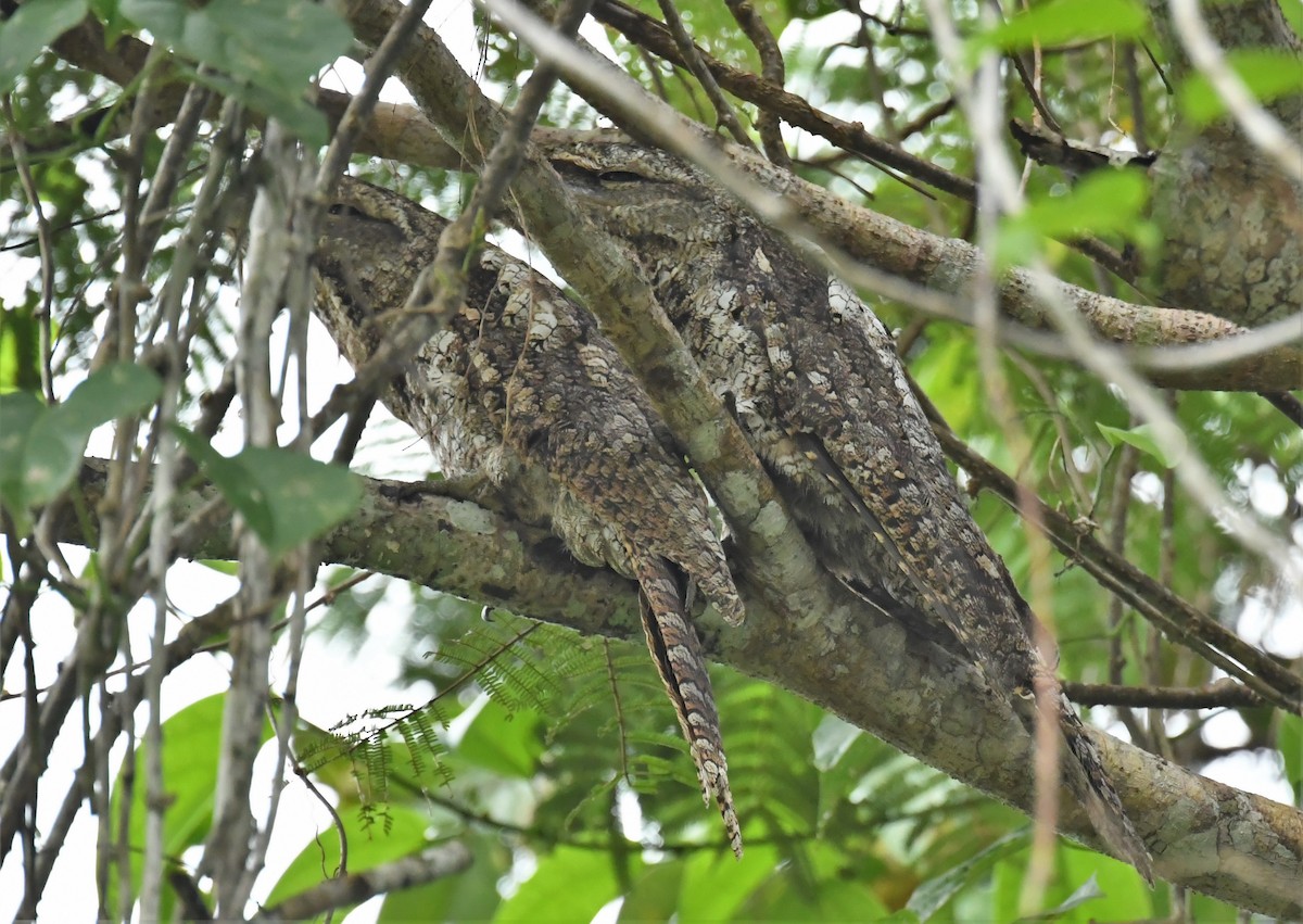 Papuan Frogmouth - ML167237521