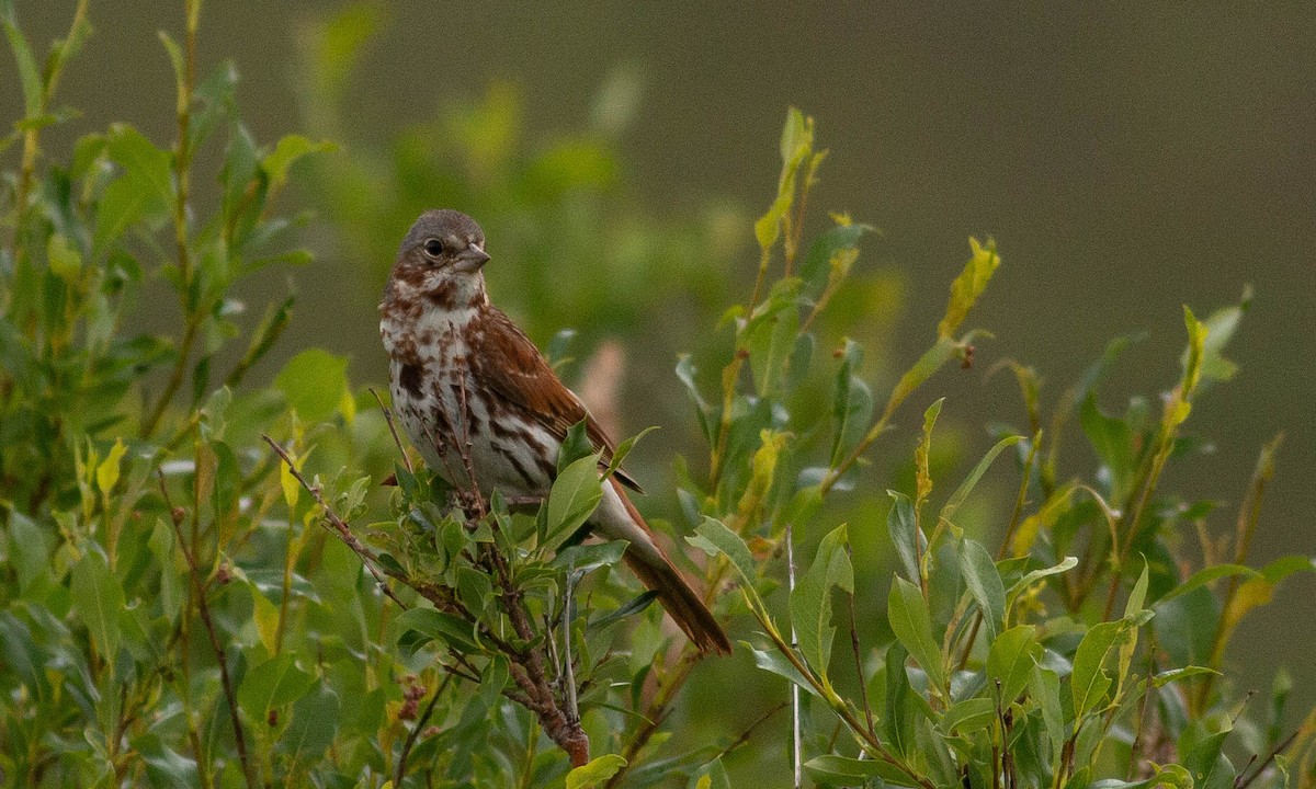 Fox Sparrow (Red) - ML167237531