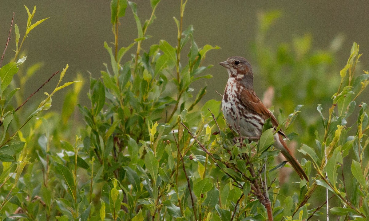 Fox Sparrow (Red) - ML167237541
