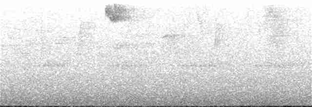Колібрі-жарокрил чорночеревий - ML167237621
