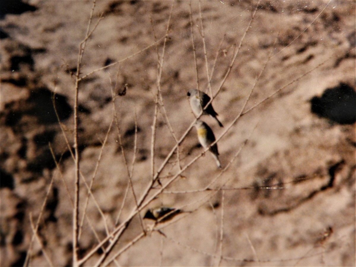 Lawrence's Goldfinch - ML167240391