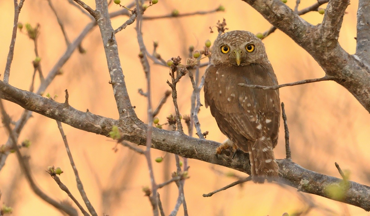 Colima Pygmy-Owl - ML167242441