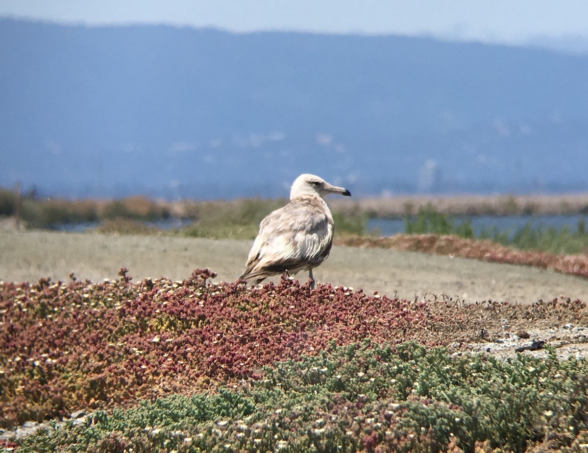 California Gull - Anonymous