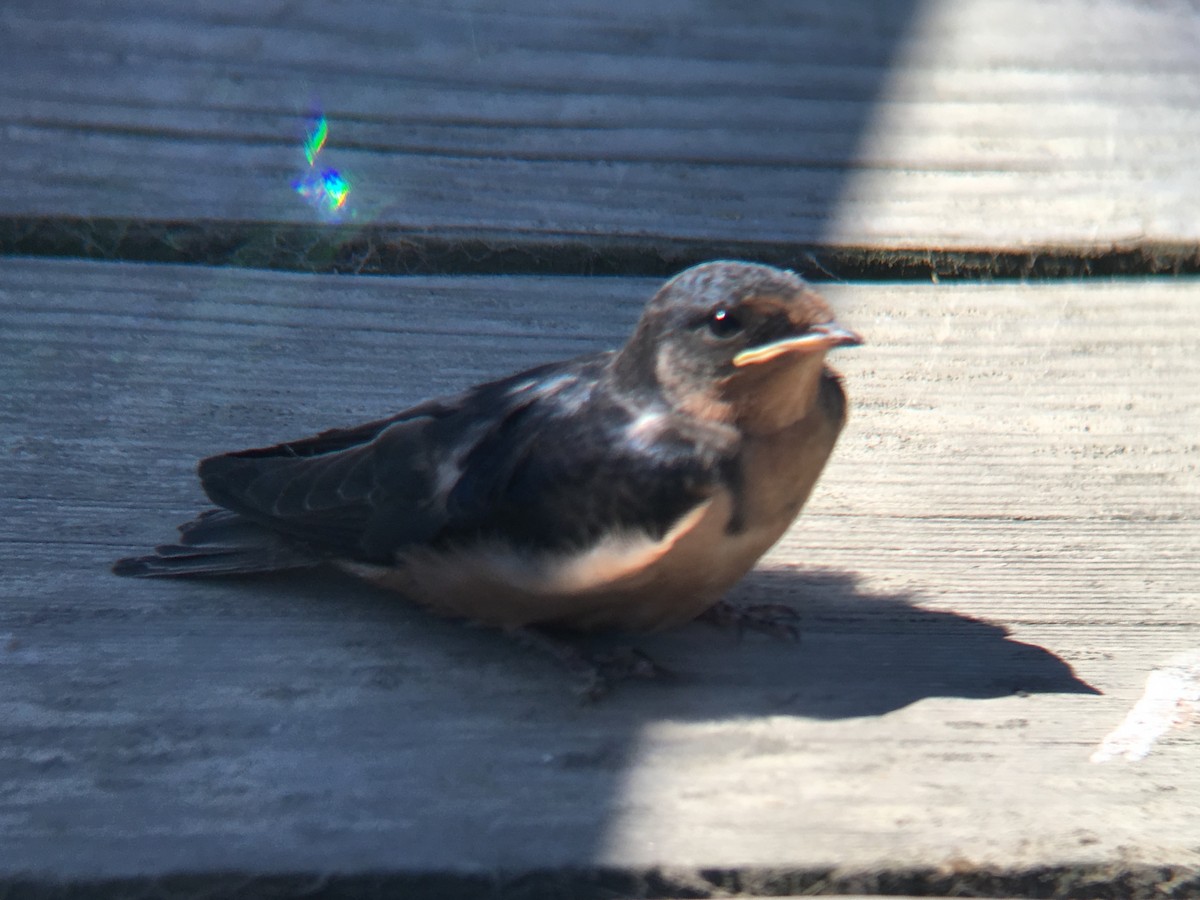 Barn Swallow (American) - ML167245471