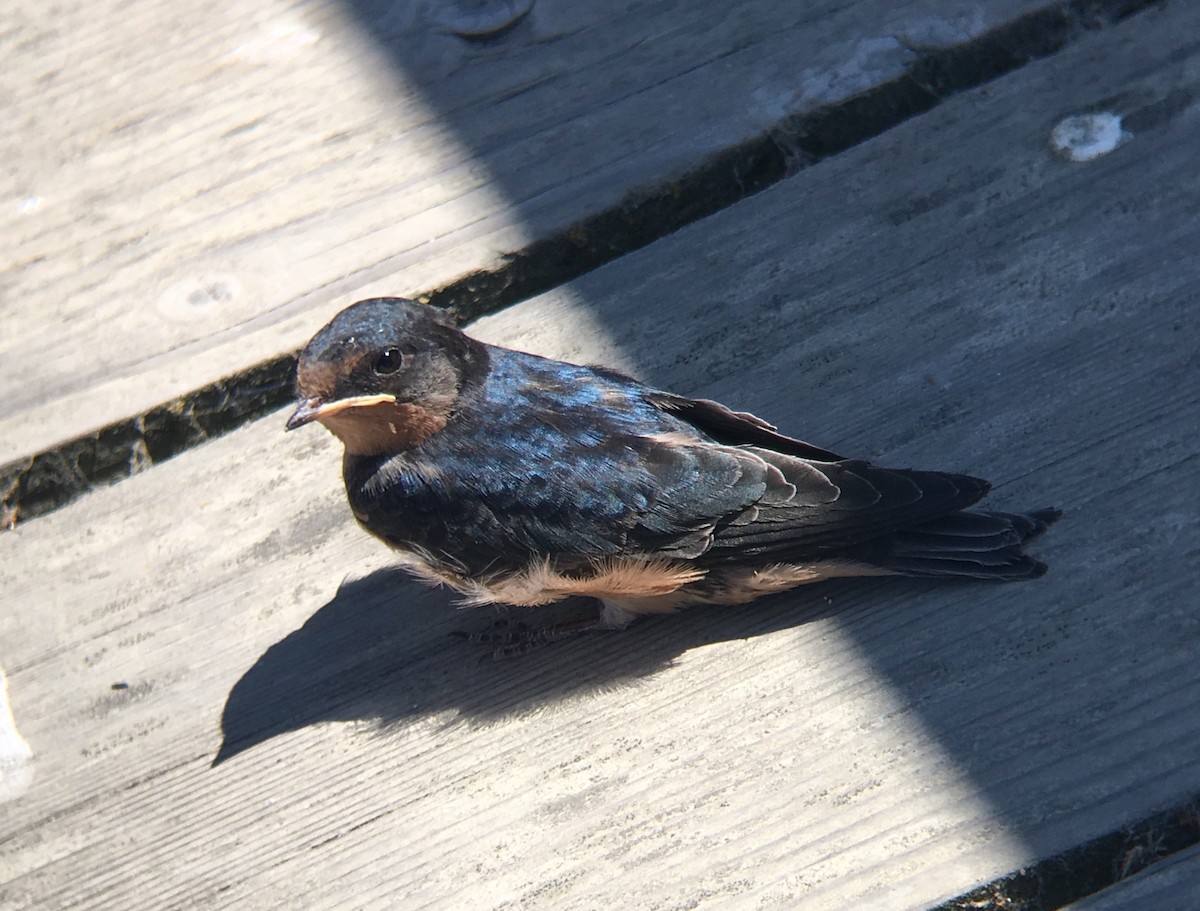 Barn Swallow (American) - ML167245491