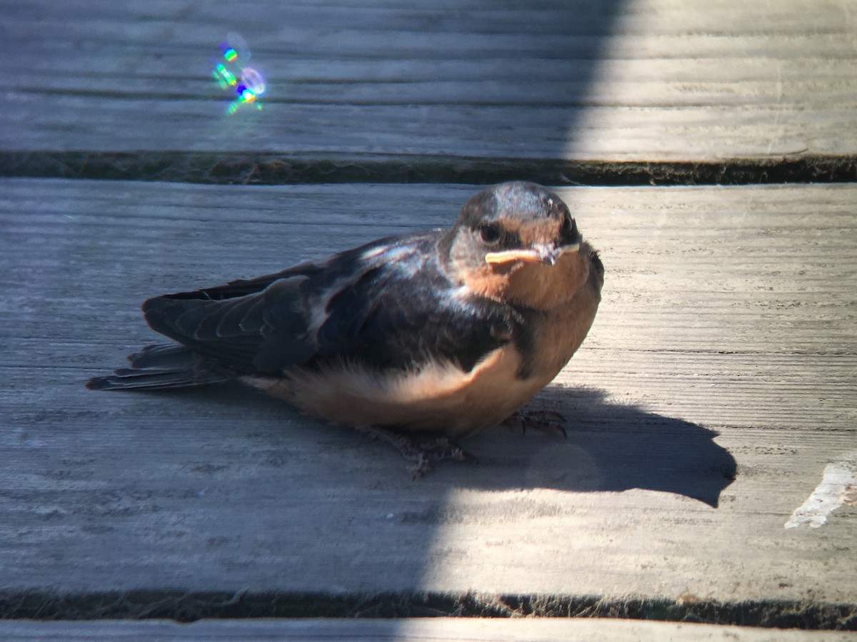 Barn Swallow (American) - ML167245551