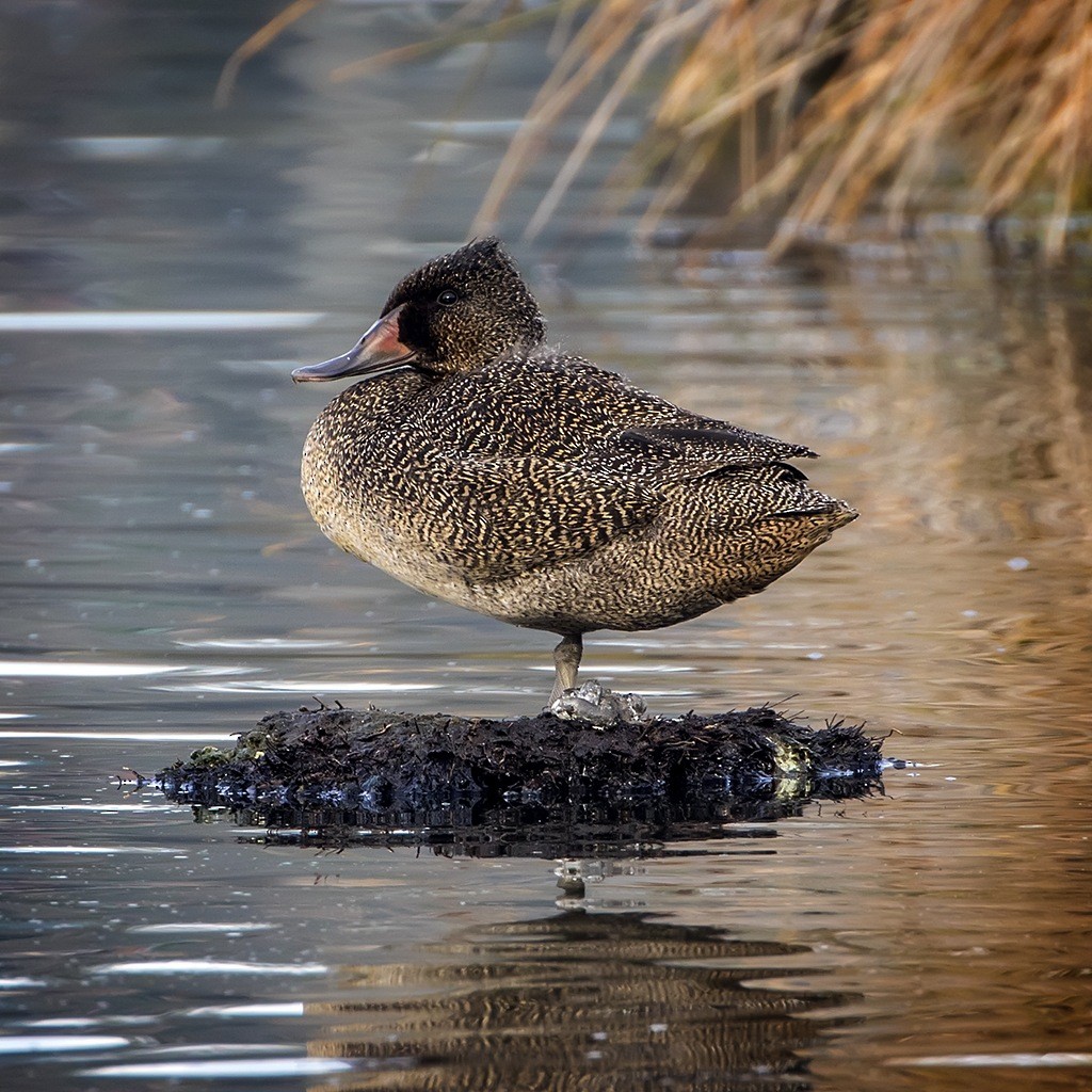Freckled Duck - ML167248591