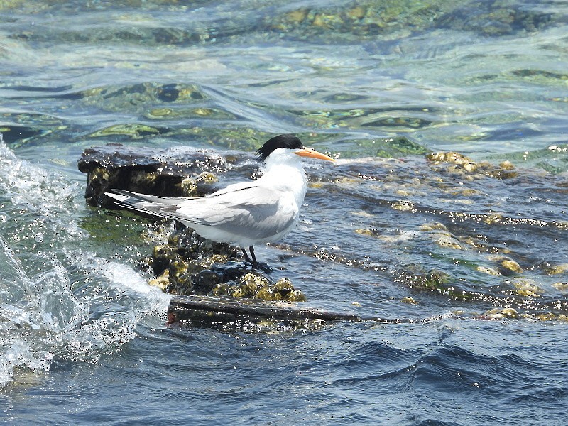 Lesser Crested Tern - Jan Haber