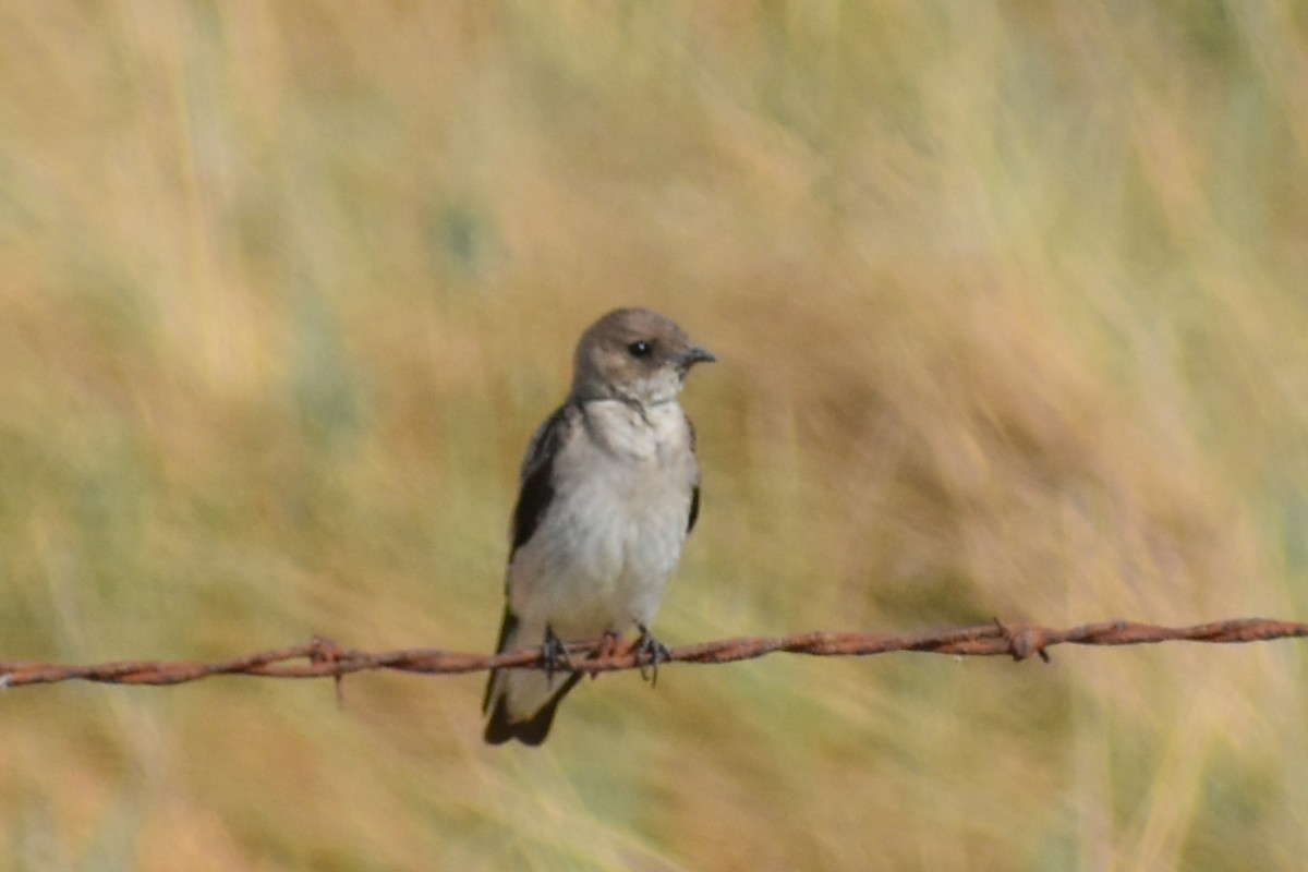Northern Rough-winged Swallow - Kate E Magoon