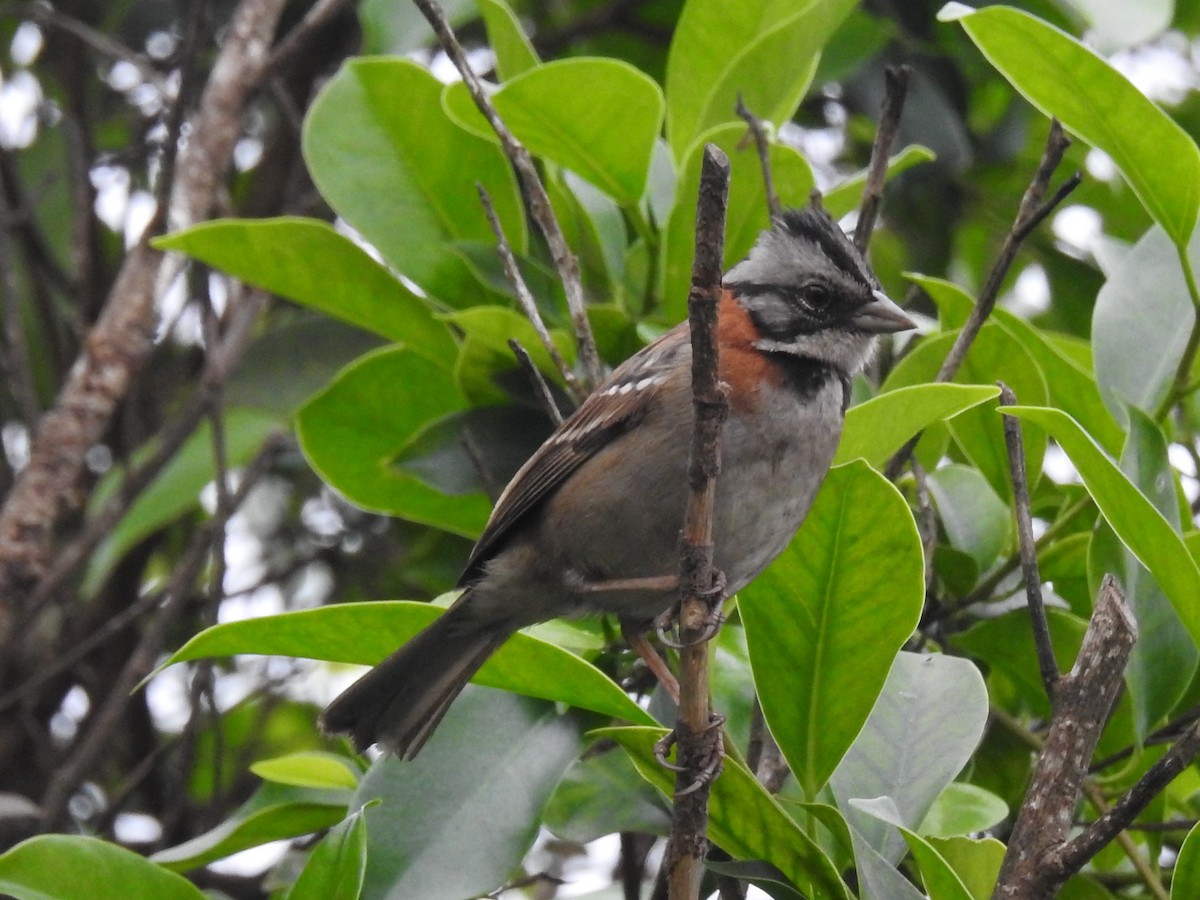 Rufous-collared Sparrow - David Olsen