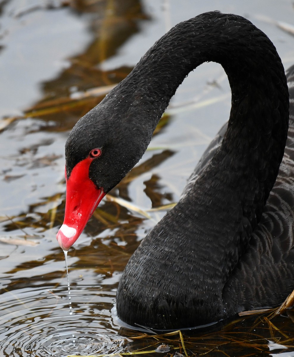 Black Swan - Roy Burgess