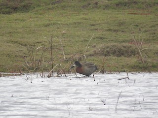 White-faced Whistling-Duck, ML167252551