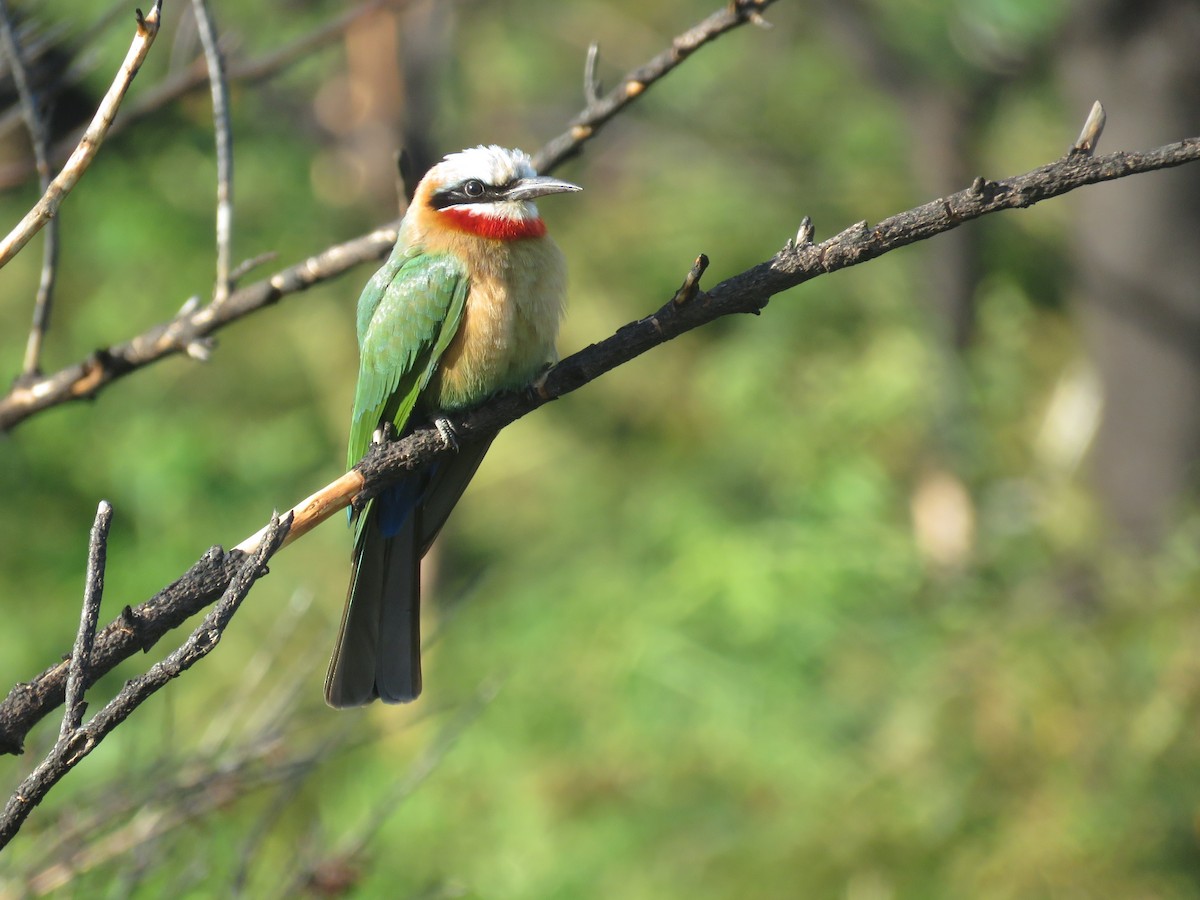 White-fronted Bee-eater - Nicholas Fordyce - Birding Africa