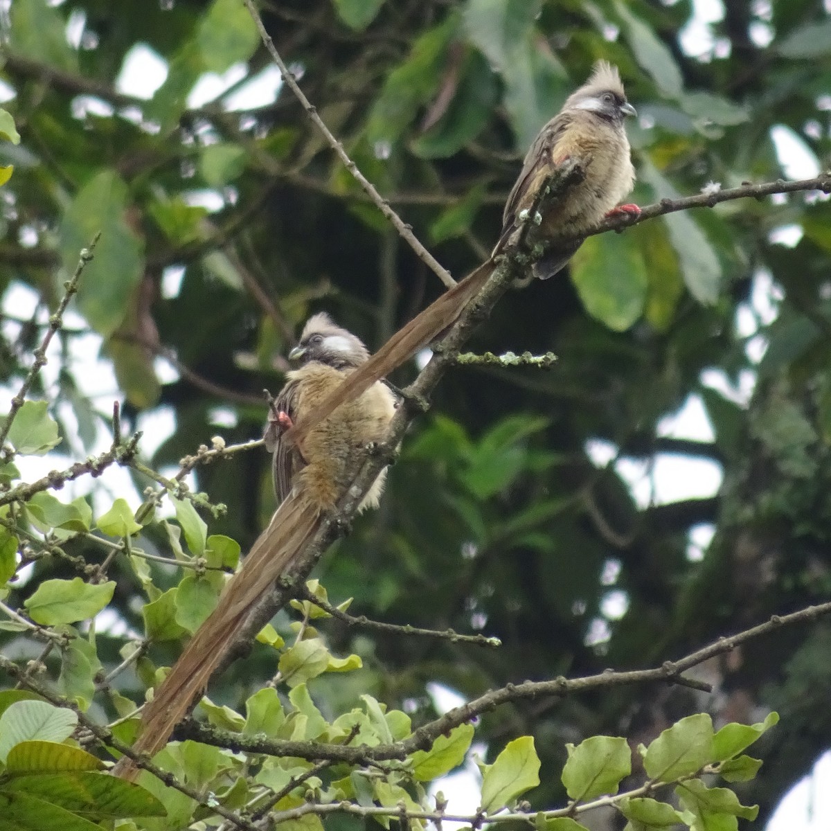 Speckled Mousebird - ML167255511