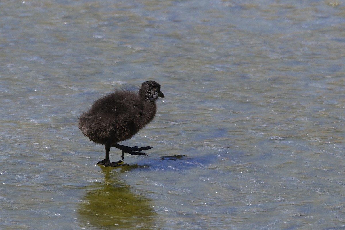 Giant Coot - ML167255791