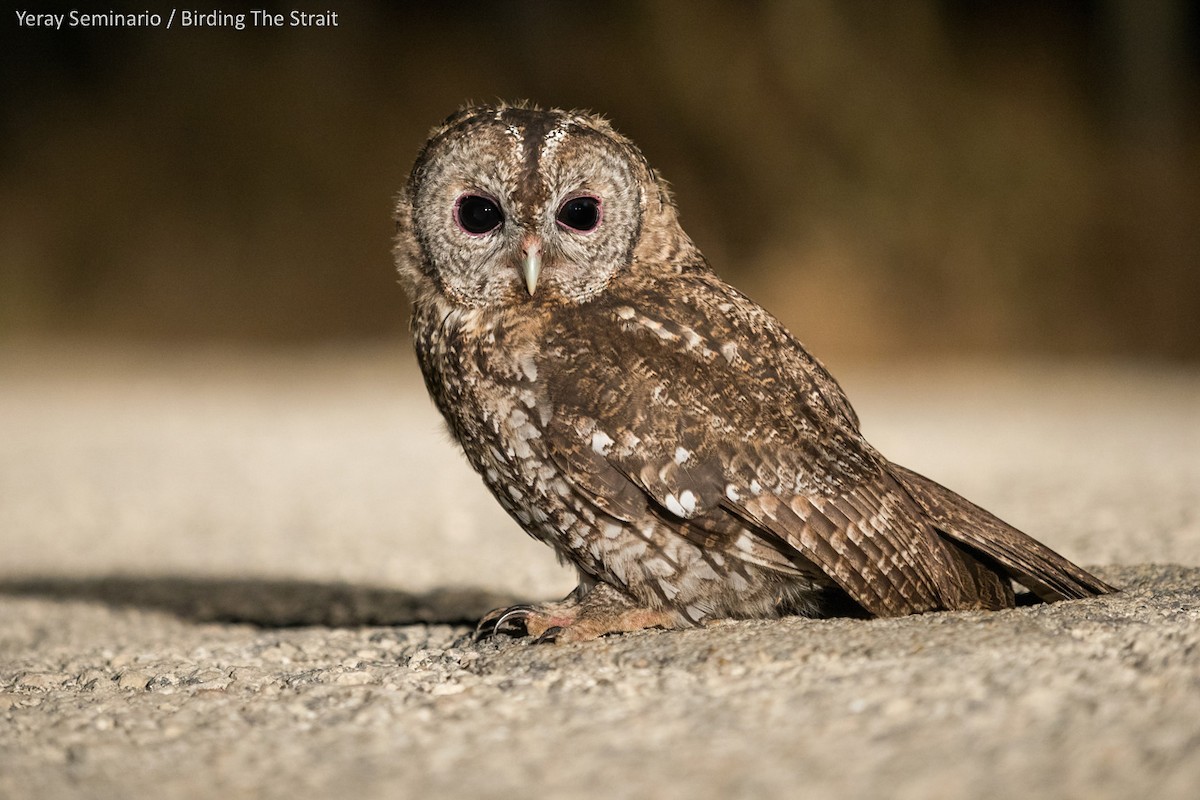 Tawny Owl - ML167257901