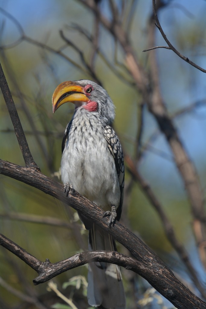 Southern Yellow-billed Hornbill - Simon Tonge