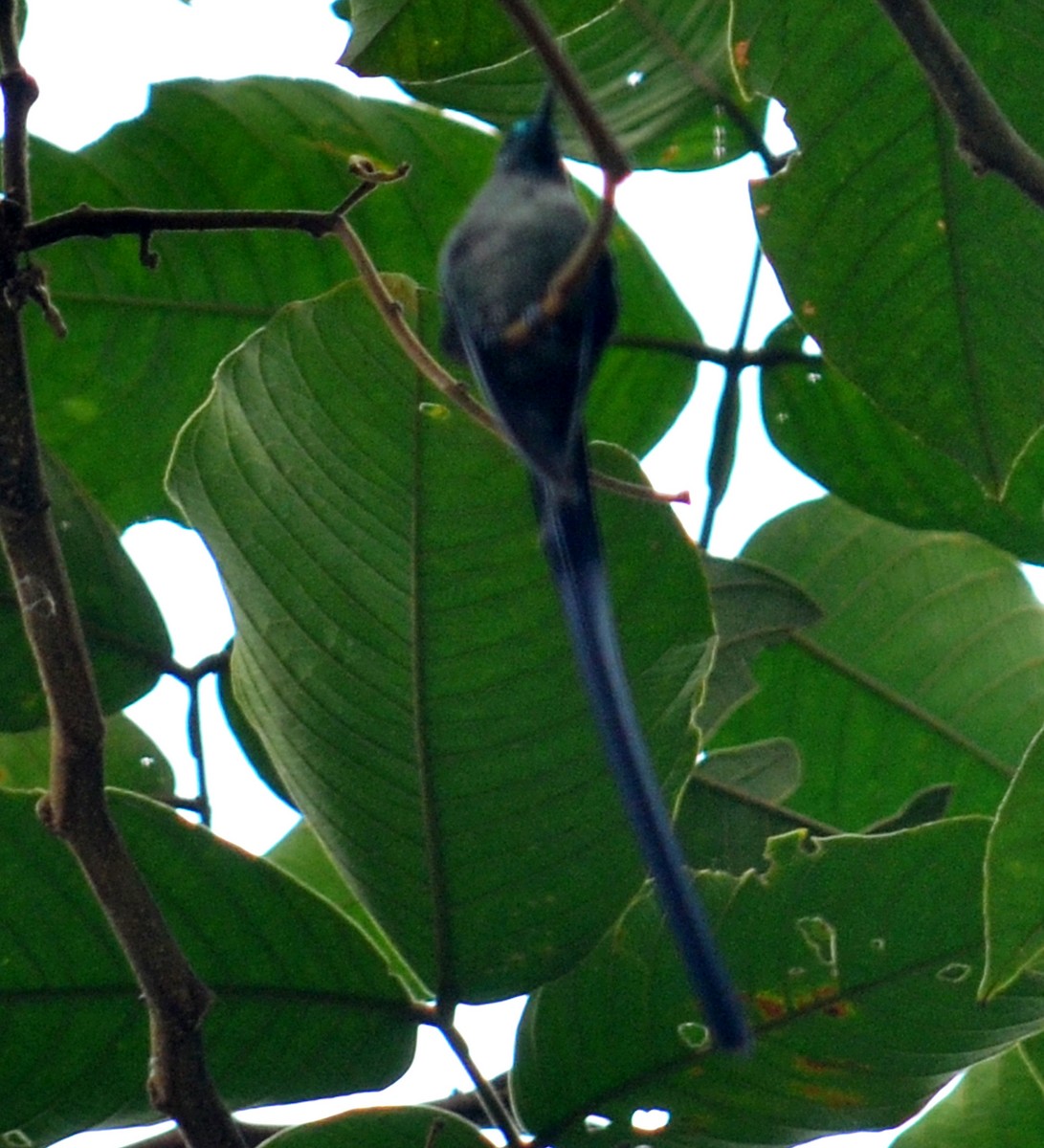 Long-tailed Sylph - Leonardo Duque